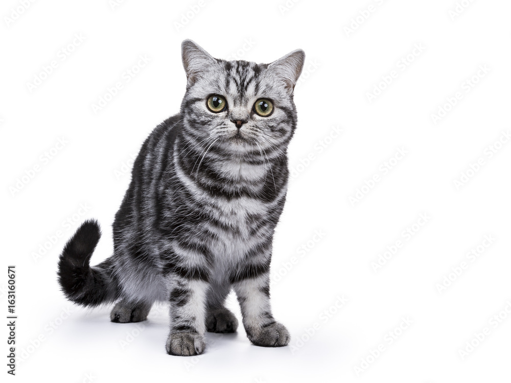 British Shorthair standing isolated on white background looking at camera British Shorthair standing isolated on white background looking at camera