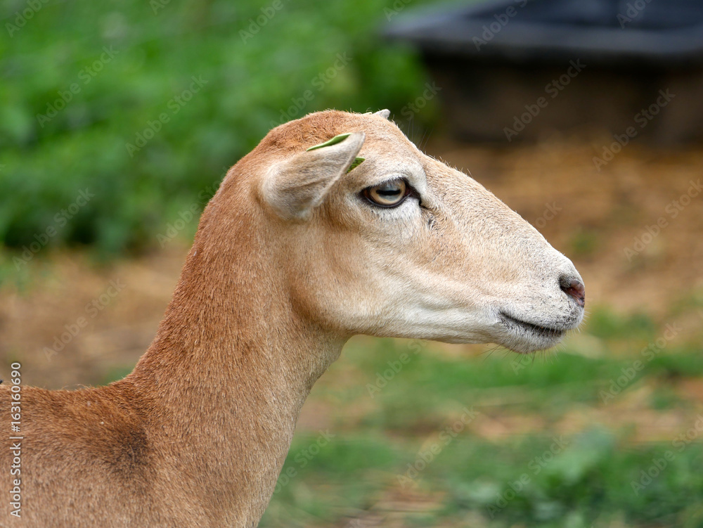 Obraz premium Brebis