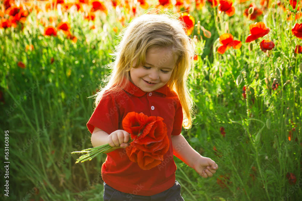 little boy or child in field of poppy seed little boy or child in field of poppy seed