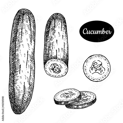 Hand drawn sketch style cucumber.