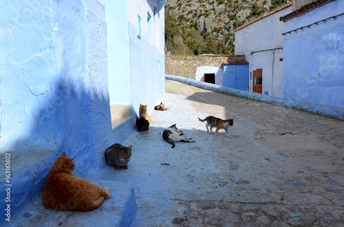 ruelle avec plusieurs chats mur en bleu © nejhy