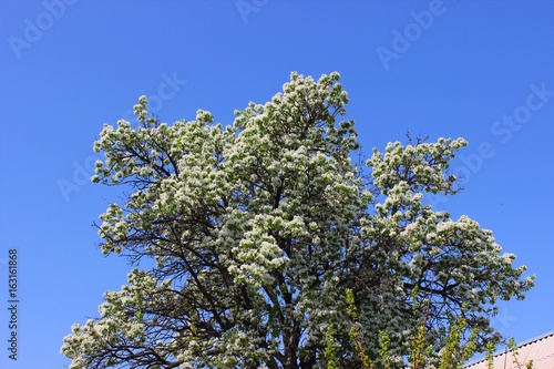 Flowering pear tree