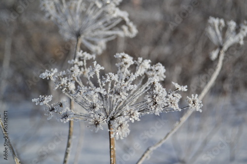 Plants in the frost © Evgeniy