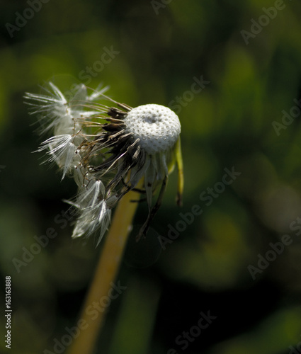 Fototapeta Naklejka Na Ścianę i Meble -  Löwenzahn