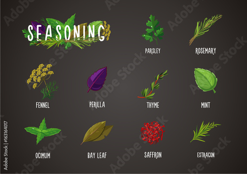 Spices and seasoning. Cooking ingredients. Culinary herbs and plants collection.