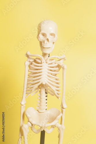 Human skeleton on a yellow background .