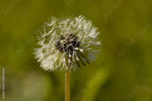 Fototapeta Naklejka Na Ścianę i Meble -  Löwenzahn