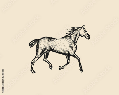 Hand drawn running horse