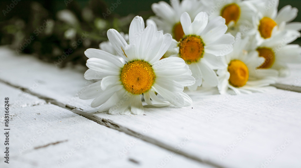 Obraz premium White daisies on an old white wooden table. Selective focus. Summer background for a card from copy space