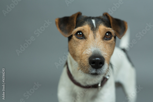 jack russell