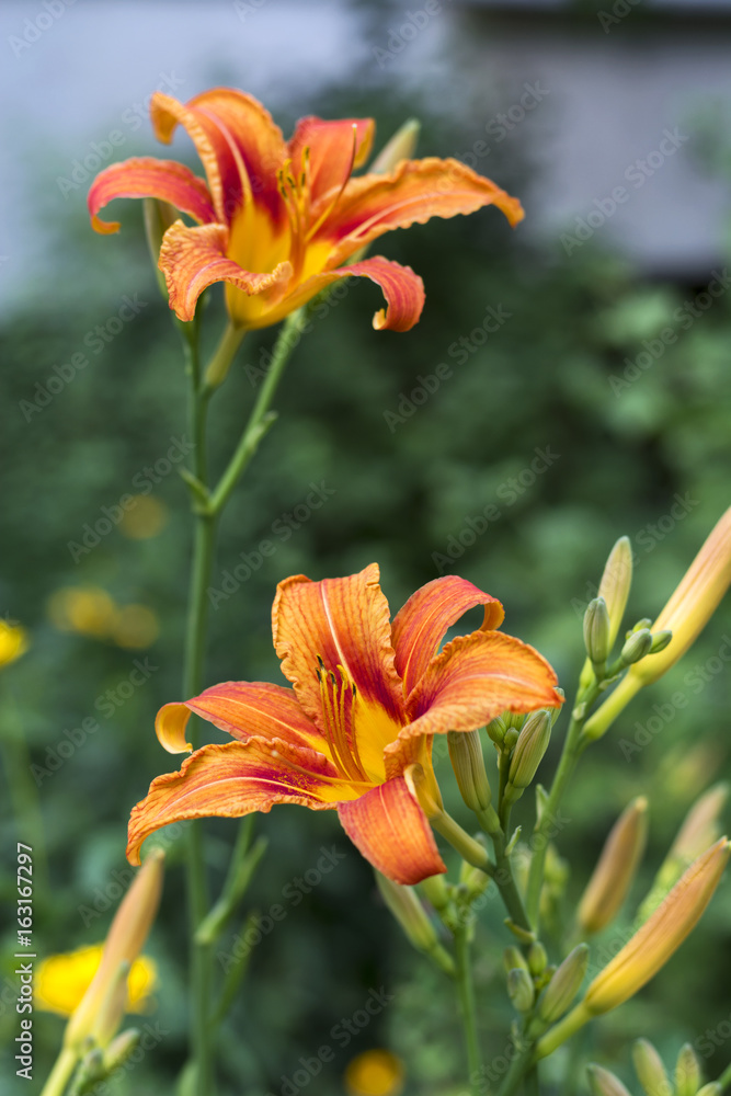 Obraz premium Daylily brown-yellow