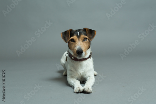 jack russell