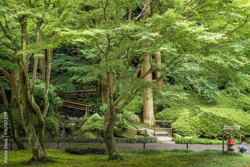 Garden in Meigetsu-in temple, Japan