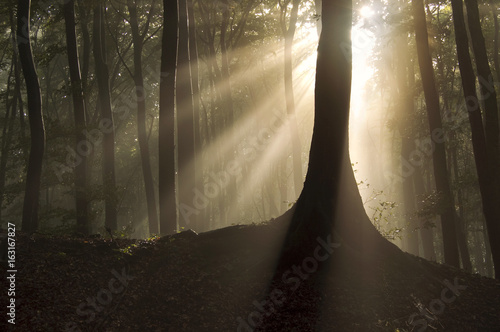 sun rays in the morning in ...