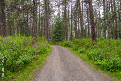 A path in the fairy green forest.  Kamiak Butte State Park Campground,  Whitman County, Washington, USA  photo