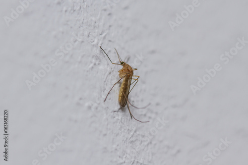 mosquito on the wall © Artem Orlyanskiy