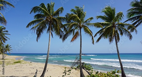 tropical hideaway beach