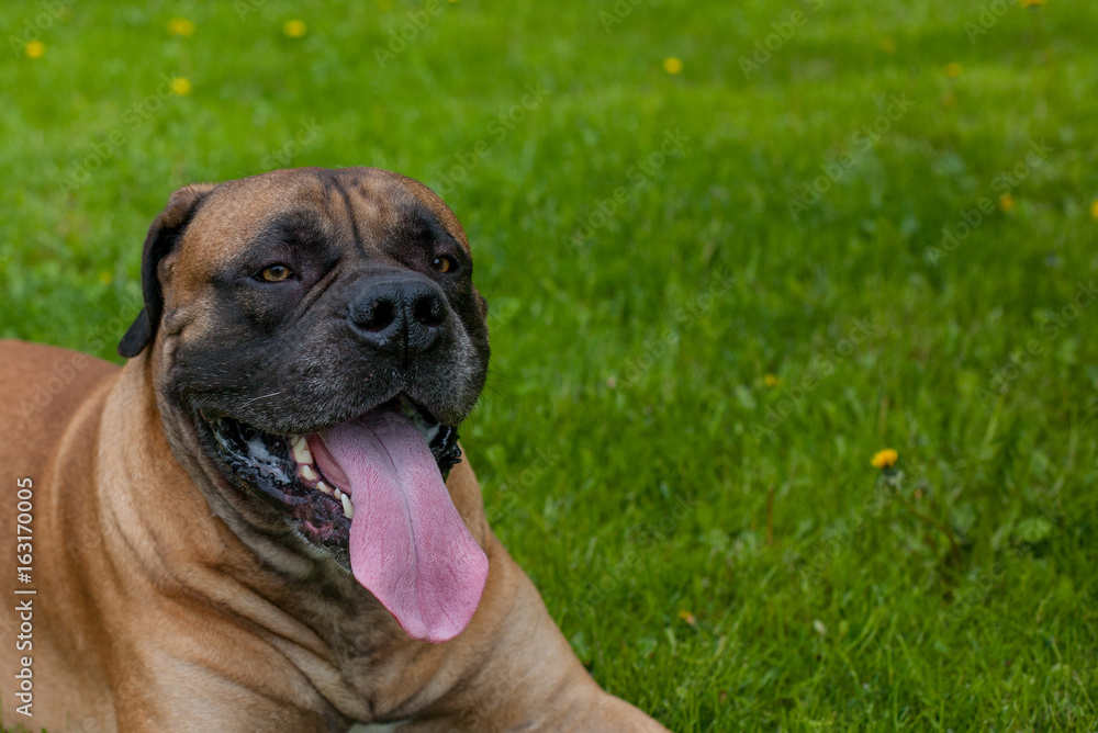 Closeup portrait of a beautiful dog breed South African Boerboel on the green grass background. 
The South African Mastiff is a rare dog breed.
