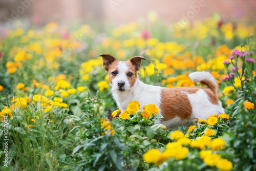 jack russell terrier dog posing in a field of flowers