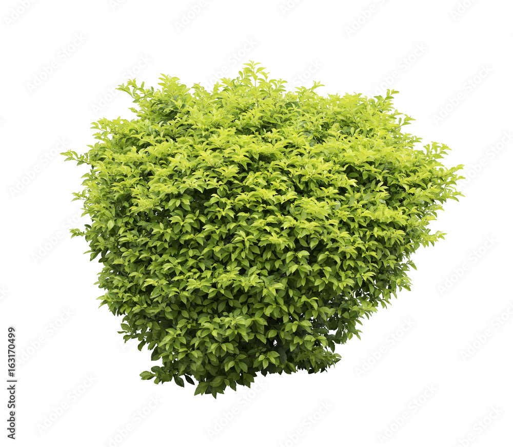 Obraz premium Bush isolated on white background,Objects with Clipping Paths