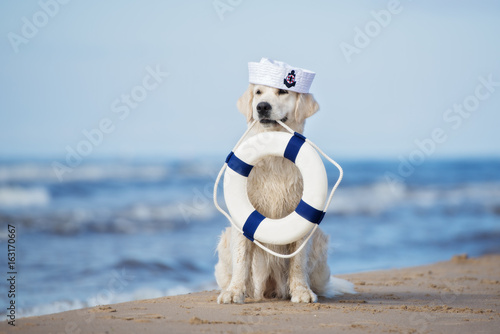 golden retriever dog with a life buoy on the beach