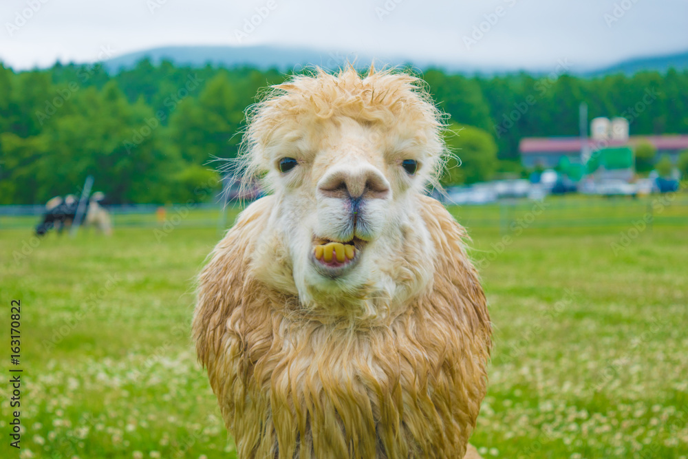 Fototapeta premium アルパカ