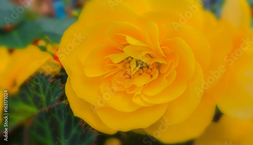 Eine gelbe Blume im Sommer