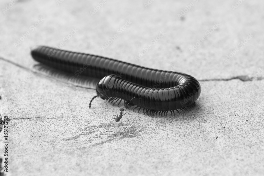 Centipede came across a large ant - black and white Centipede came across a large ant - black and white