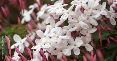 Fototapeta Naklejka Na Ścianę i Meble -  Pink Jasmine (aka White Jasmine) - Jasminum polyanthum, in bloom. Santa Clara County, California, USA.