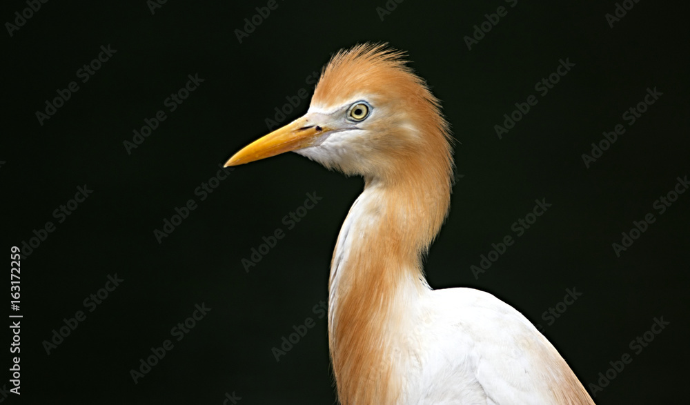 Fototapeta premium Beautiful egret close up with a black background