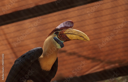 Knobbed hornbill bird Rhyticeros cassidix photo