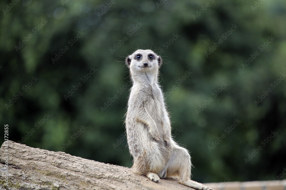 Obraz premium Meerkat sitting on a log