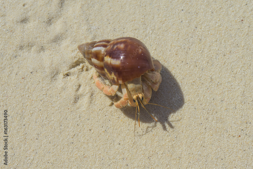 Hermit crab crawling along a tropical sandy beach Hermit crab crawling along a tropical sandy beach