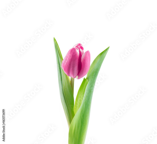 Pink tulip flowers 