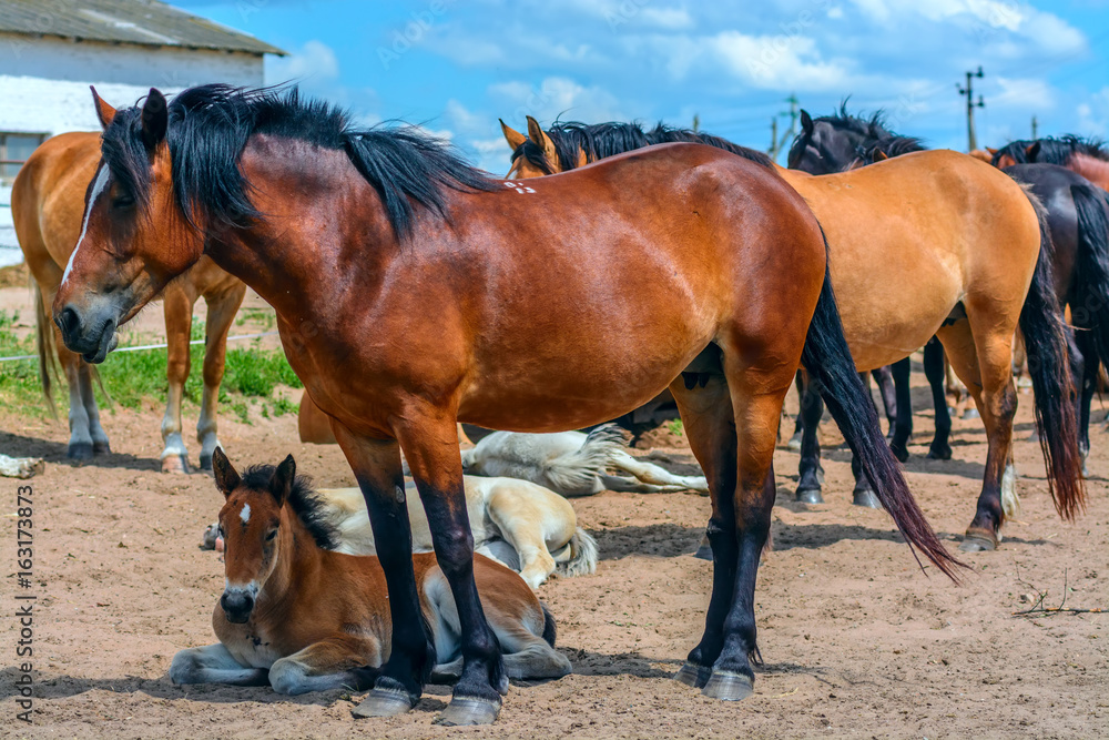 Obraz premium Beautiful horses on the farm 