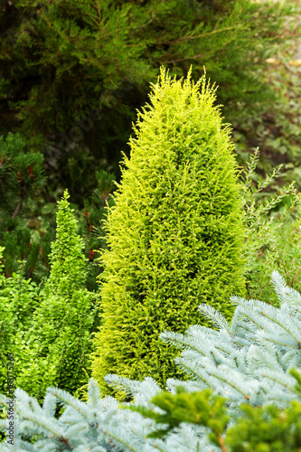 Juniperus communis Suecica Aurea in the garden landscape. Selective focus