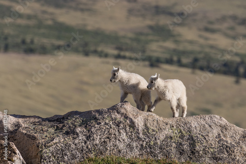 Fototapeta Naklejka Na Ścianę i Meble -  Pair of Cute Mountain Goat Kids