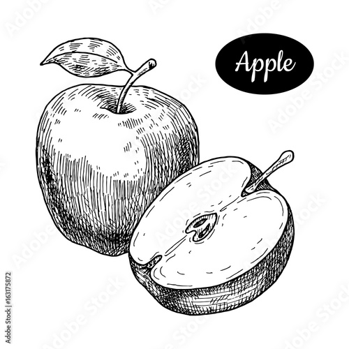 Hand drawn sketch style fresh apple.