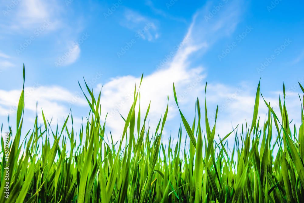 Obraz premium grass and cloudy sky