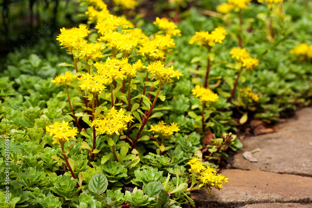 Sedum acre plant (stonecrop or wall-pepper) in bloom with yellow flowers on garden ground near sandstone road. Selective focus.