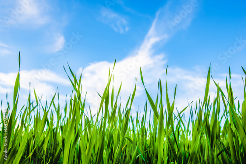 grass and cloudy sky