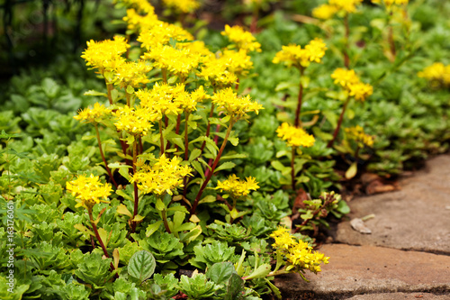 Sedum acre plant (stonecrop or wall-pepper) in bloom with yellow flowers on garden ground near sandstone road. Selective focus.