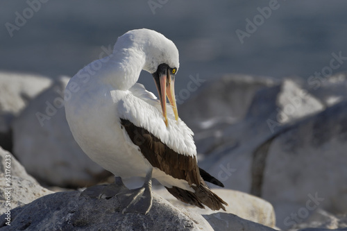 Nazca booby (Sula granti) on rock, Punta Suarez, Espanola, Galapagos Islands