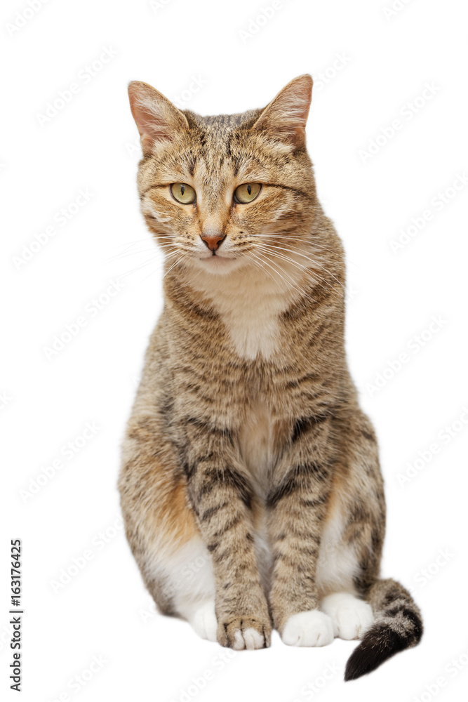 Domestic cat sits and looks straight ahead, isolated on white. Domestic cat sits and looks straight ahead, isolated on white.