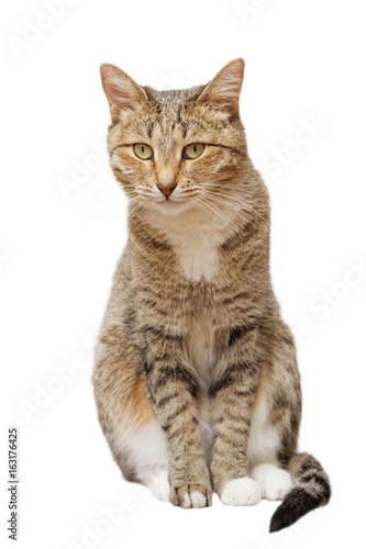 Domestic cat sits and looks straight ahead, isolated on white.