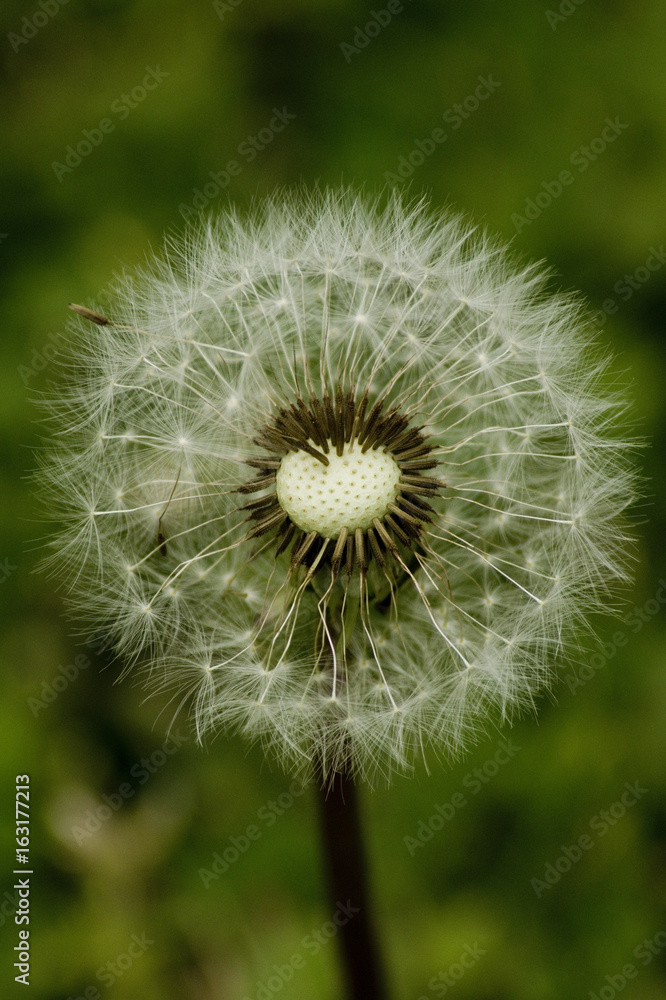 Fototapeta premium Löwenzahn