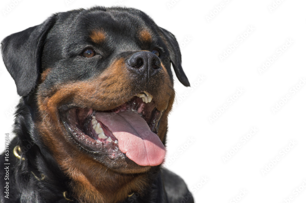 Rottweiler dog, isolated, close-up of head. Rottweiler dog, isolated, close-up of head.