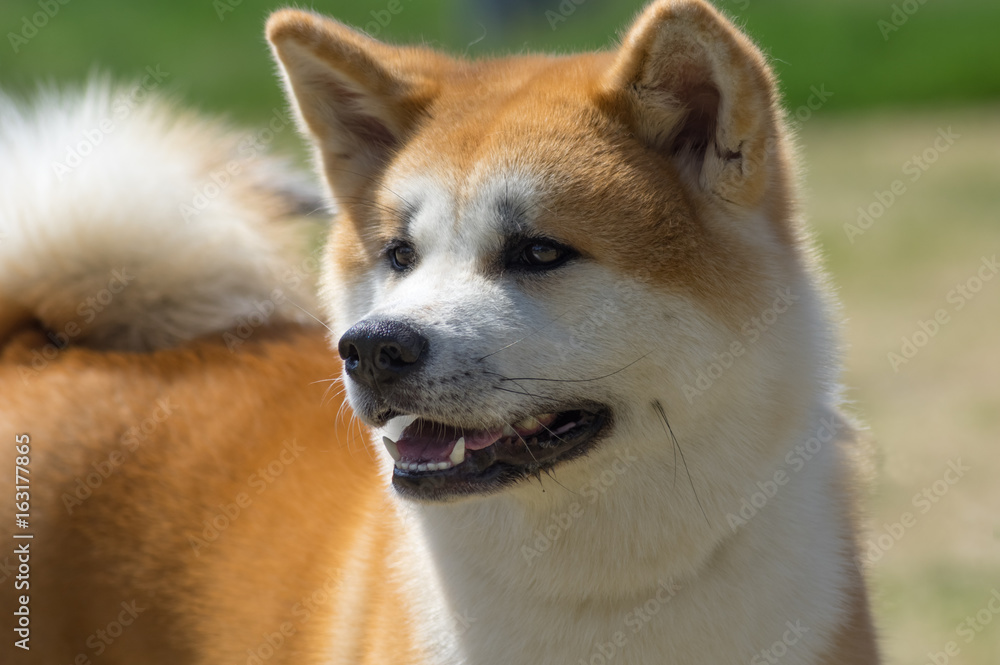 Japanese breed of Akita dogs close-up.