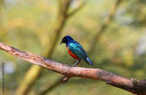 Vogel in Kenia