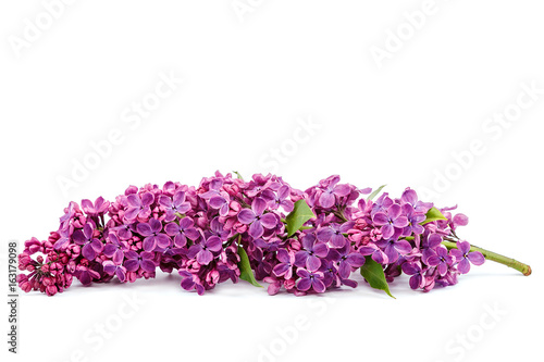 Lilac branch isolated on a white background